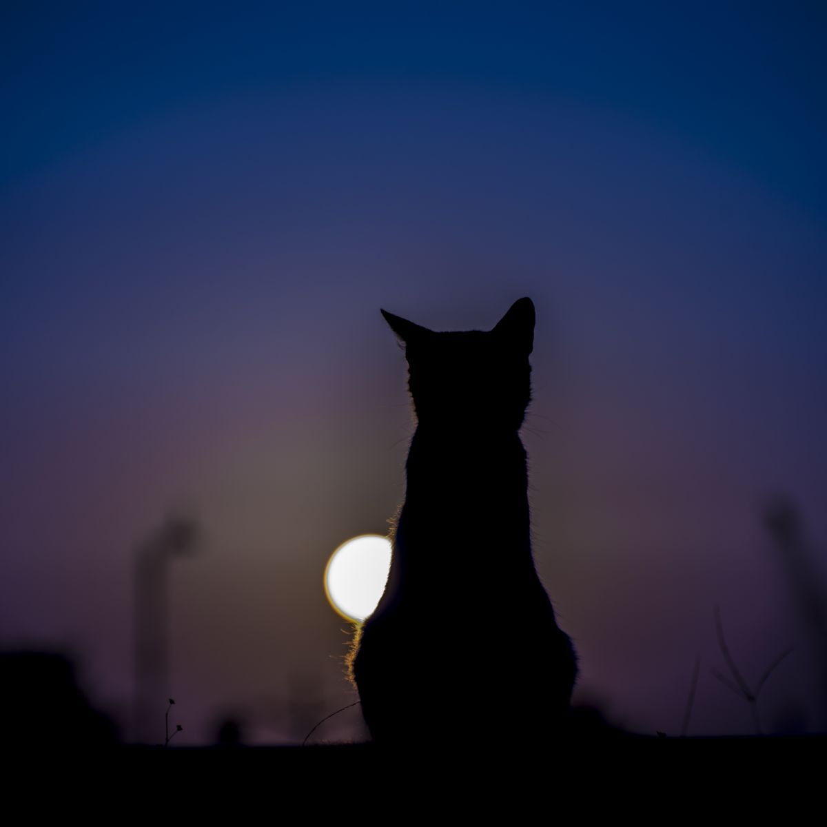 hearing cat meowing but no cat spiritual