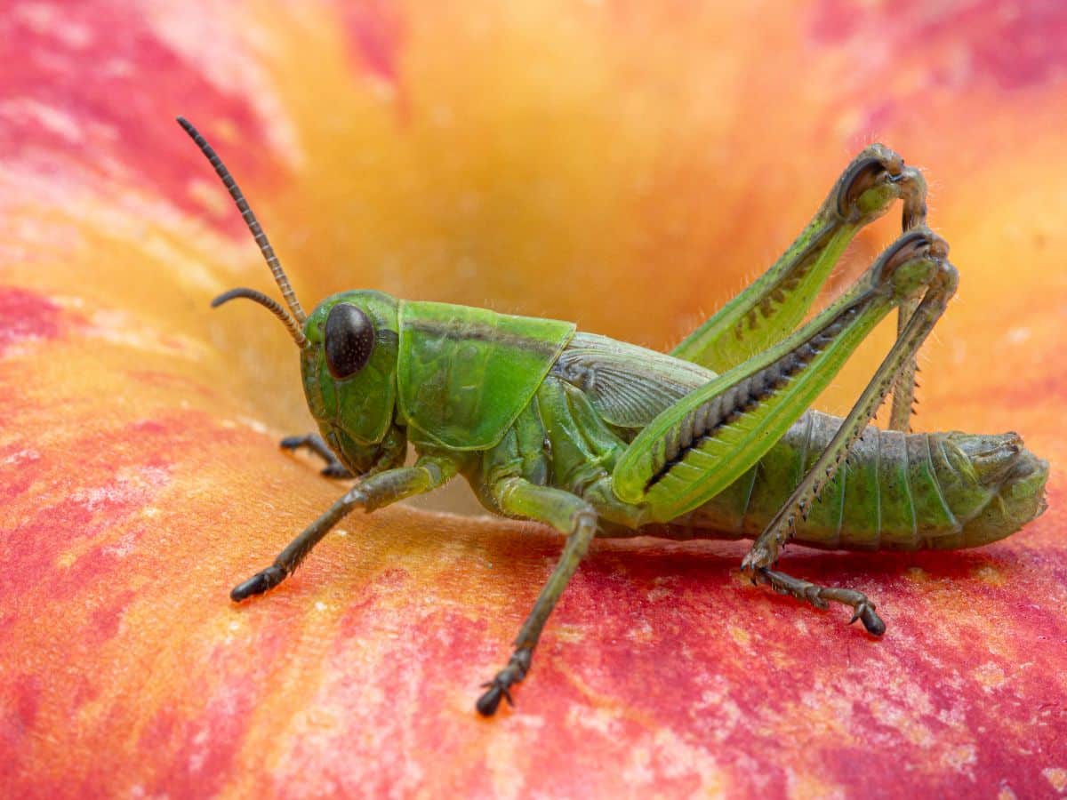The Spiritual Meaning of Finding a Grasshopper in Your Path