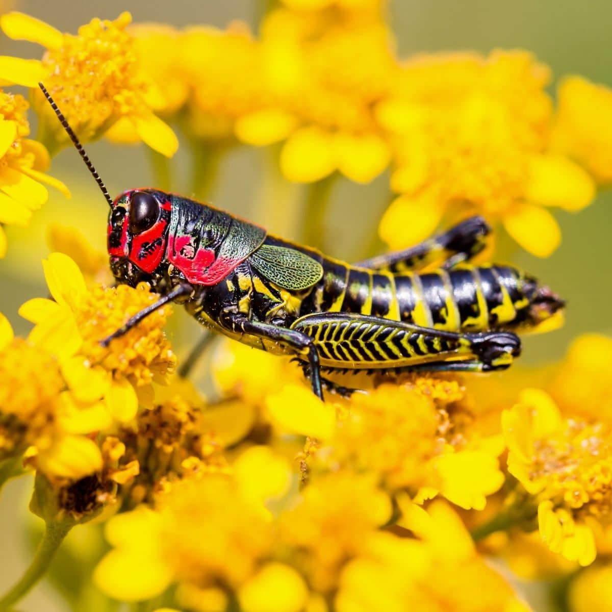 are grasshoppers good luck