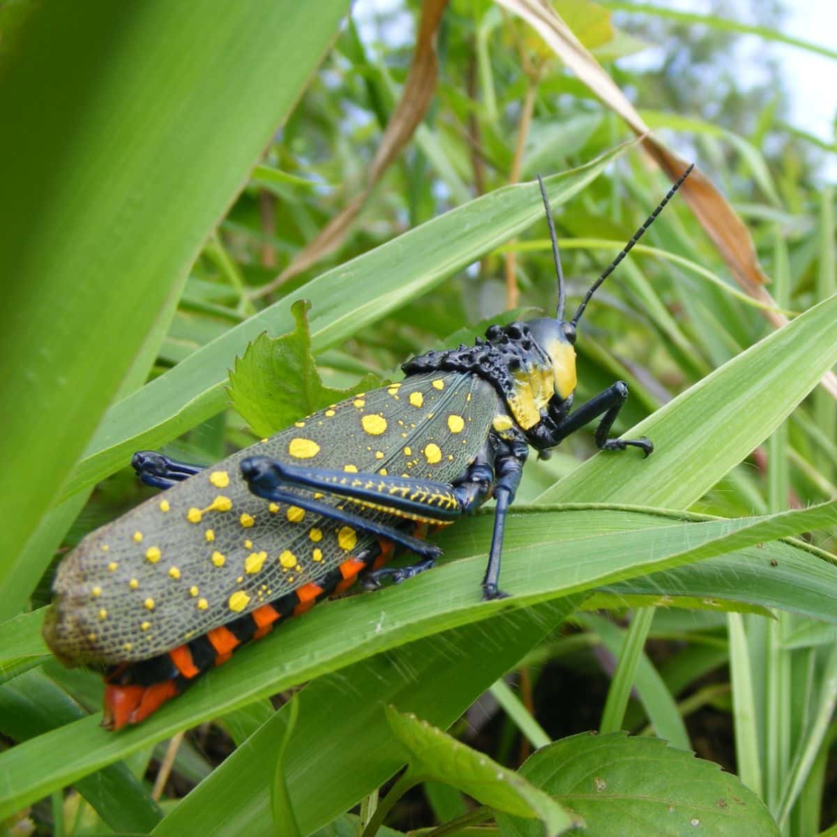grasshopper in dream