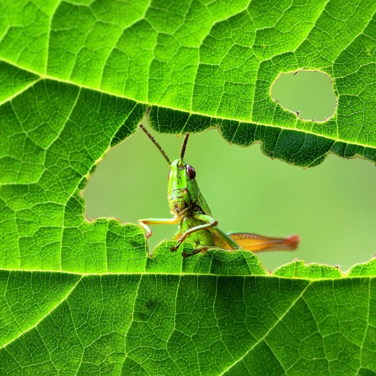 meaning of grasshopper