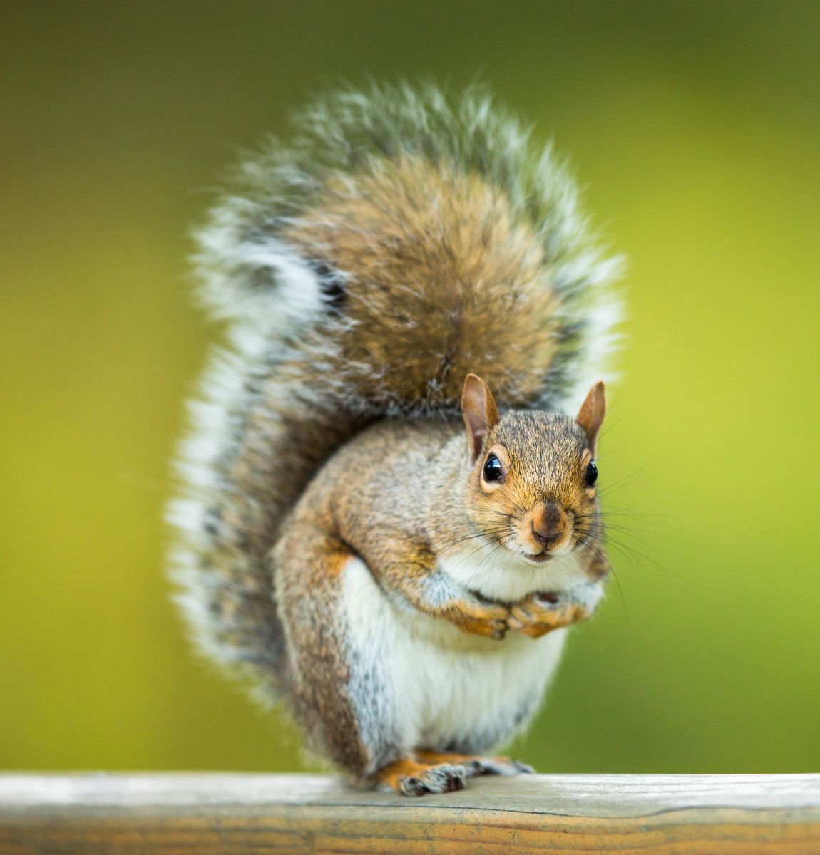 seeing a squirrel meaning
