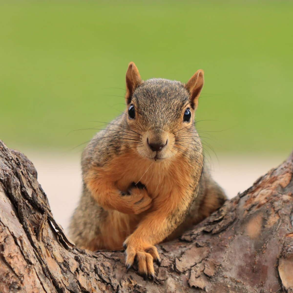 squirrel crossing your path