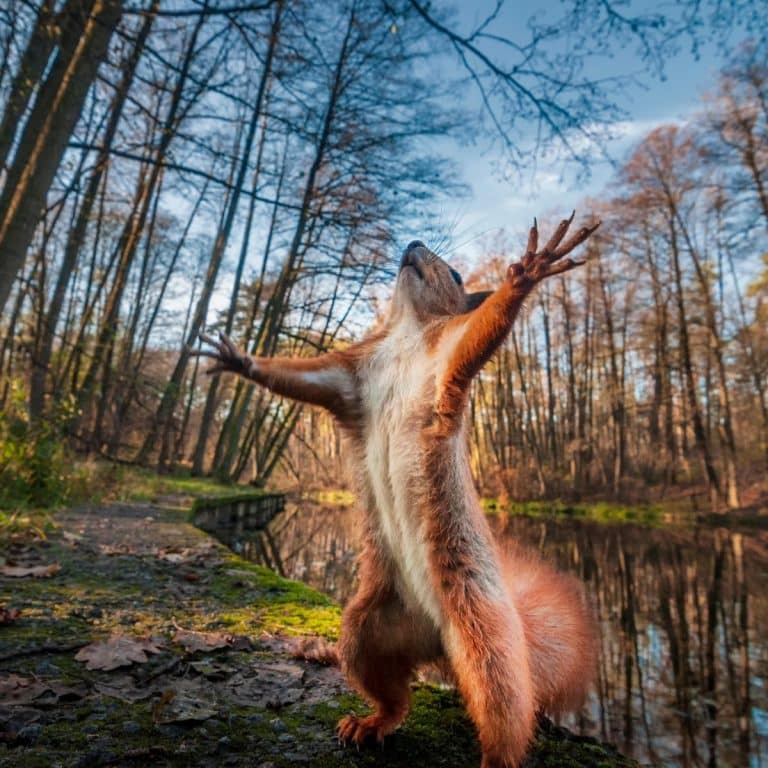 Spiritual Meaning Of Squirrel Crossing Your Path Awakening State