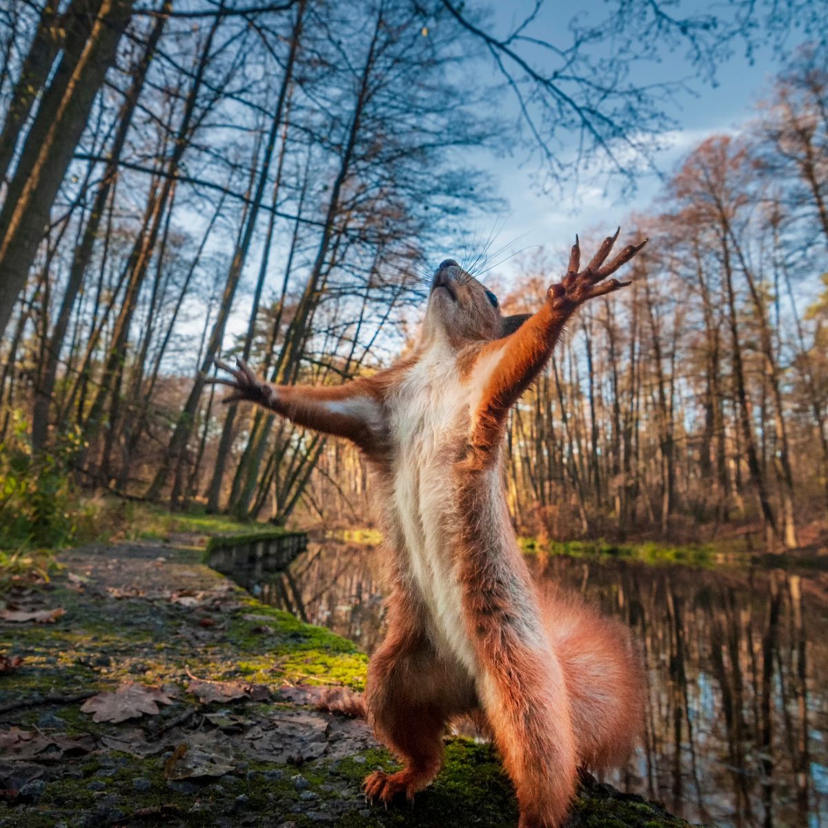 squirrel meaning