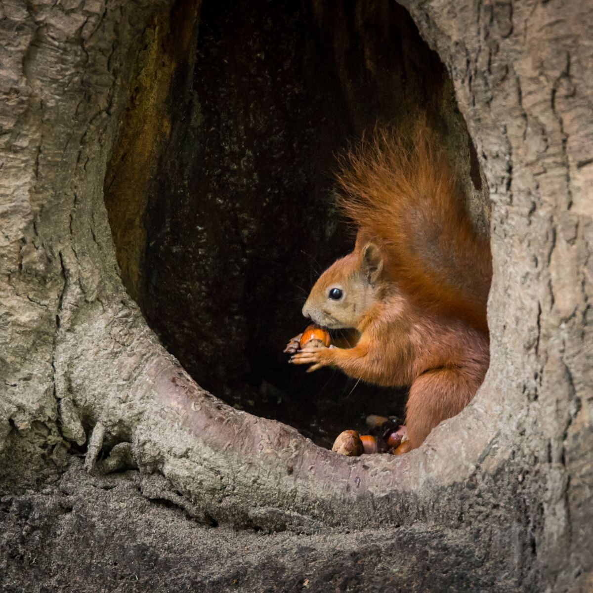 squirrel symbolism