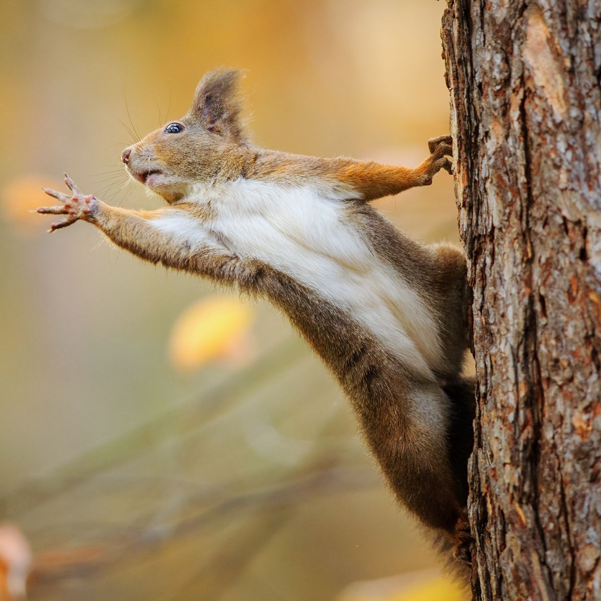 what does a squirrel mean spiritually