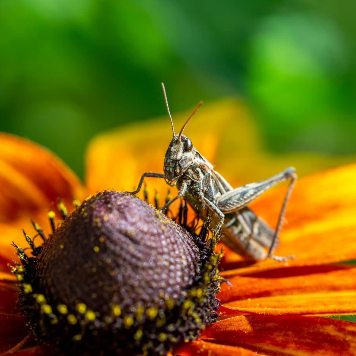 what does it mean when a grasshopper lands on you