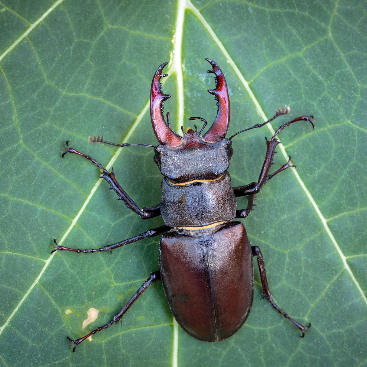 Black Beetle spiritual meaning