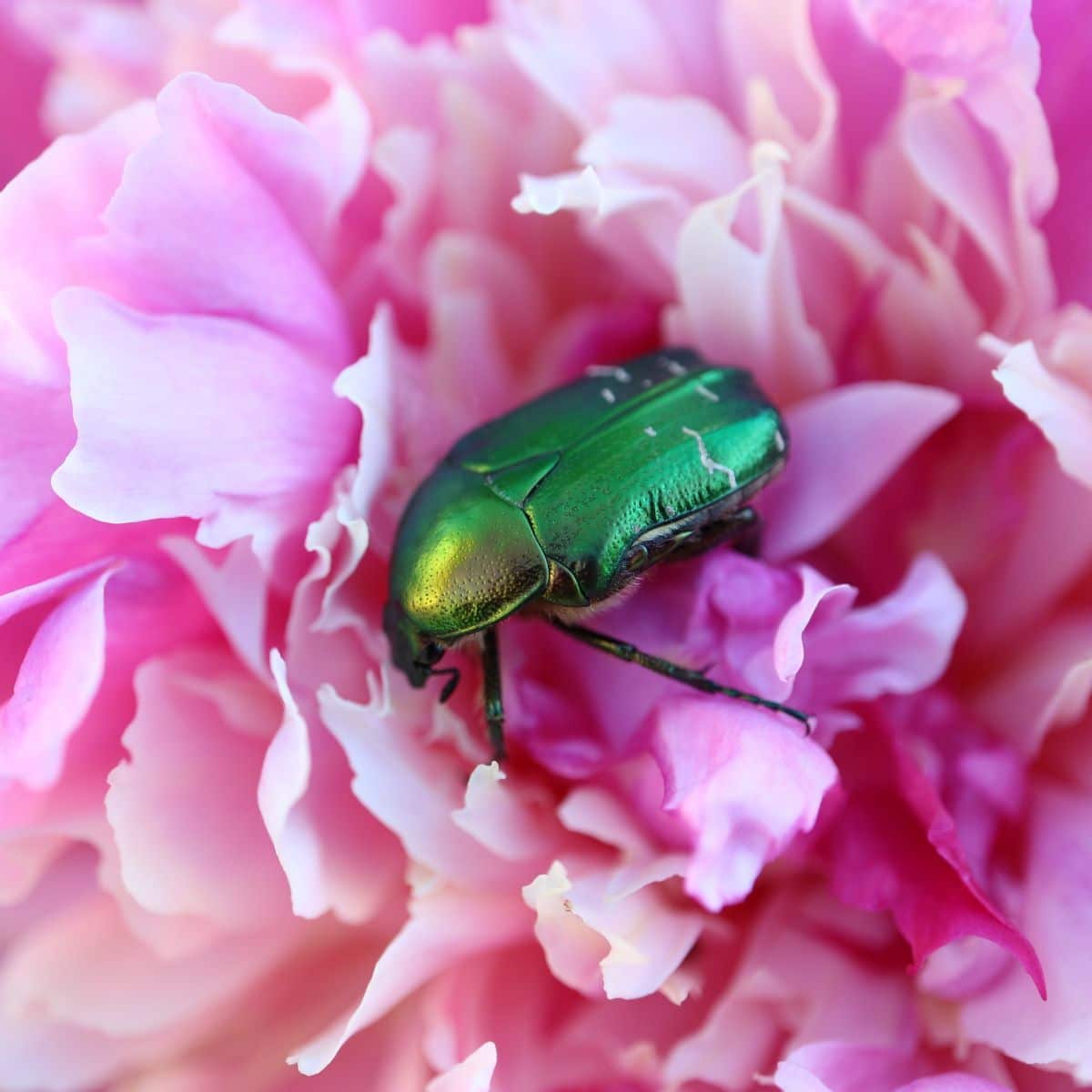 Green Beetle spiritual meaning
