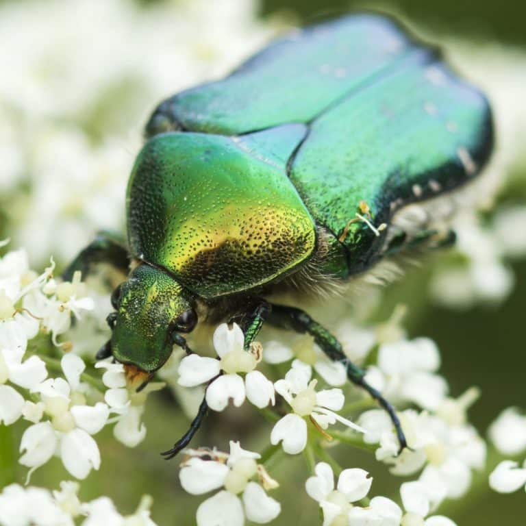 June Bug Spiritual Meaning Green June Beetle + Biblical Meaning