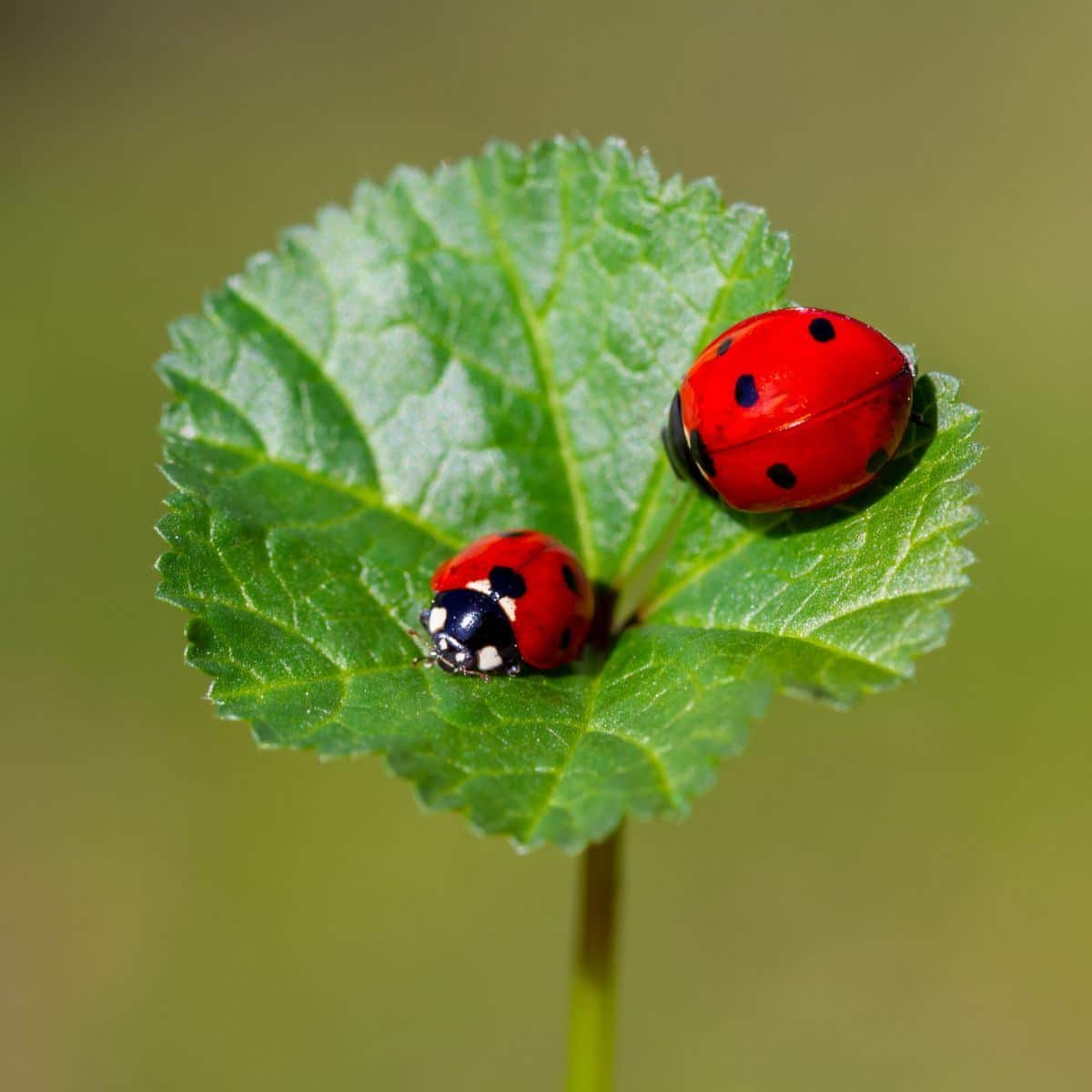 Ladybug spiritual meaning