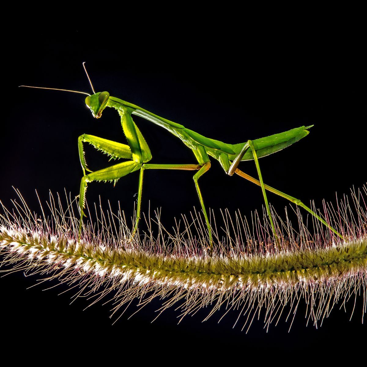 Praying Mantis spiritual meaning