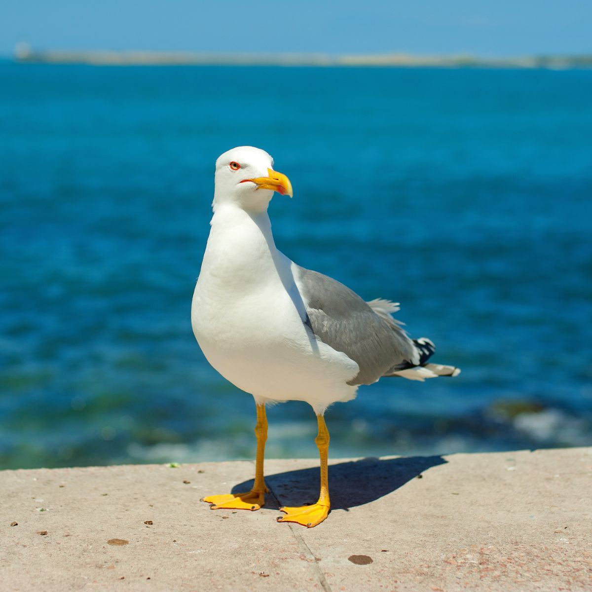 Seagull: spiritual meaning - Awakening State