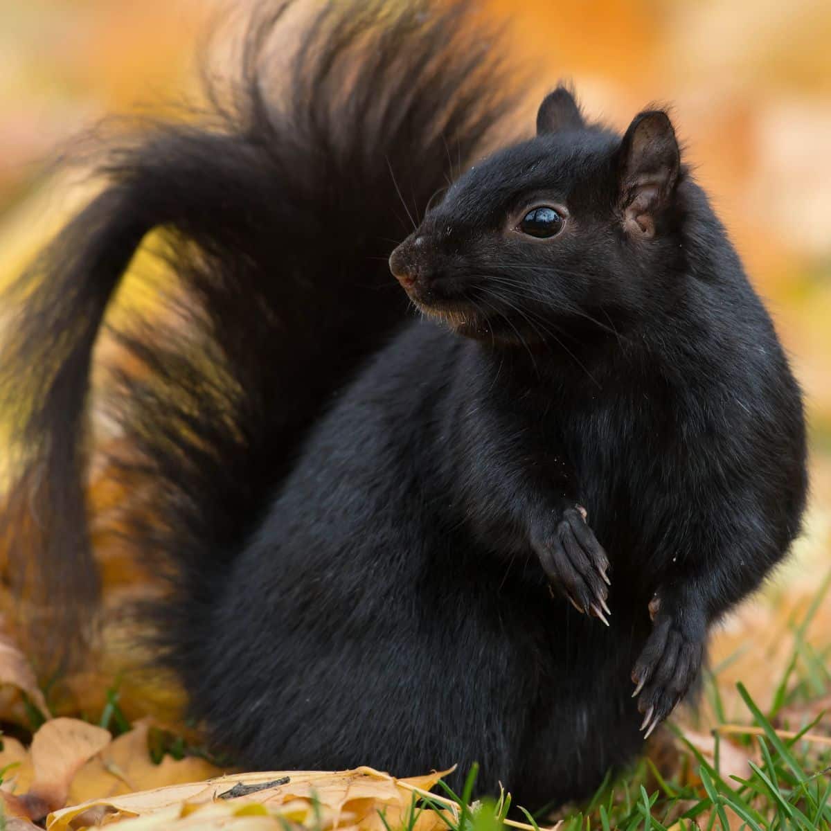 What is the spiritual meaning and symbolism of the black squirrel