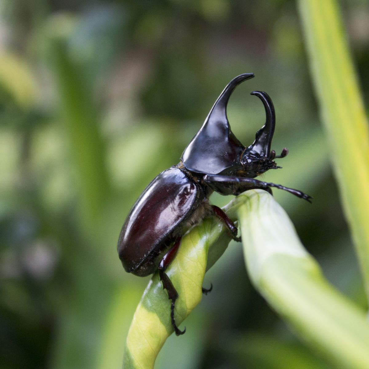 What is the spiritual meaning of the black beetle