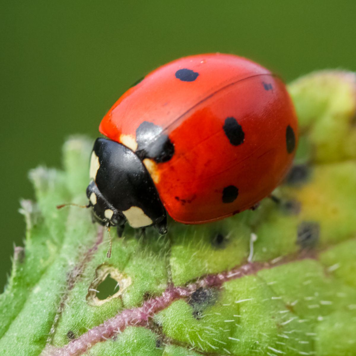 What is the spiritual meaning of the ladybug