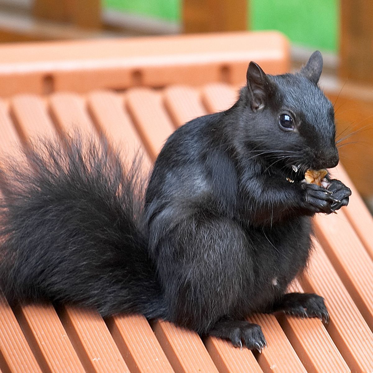 black squirrel meaning