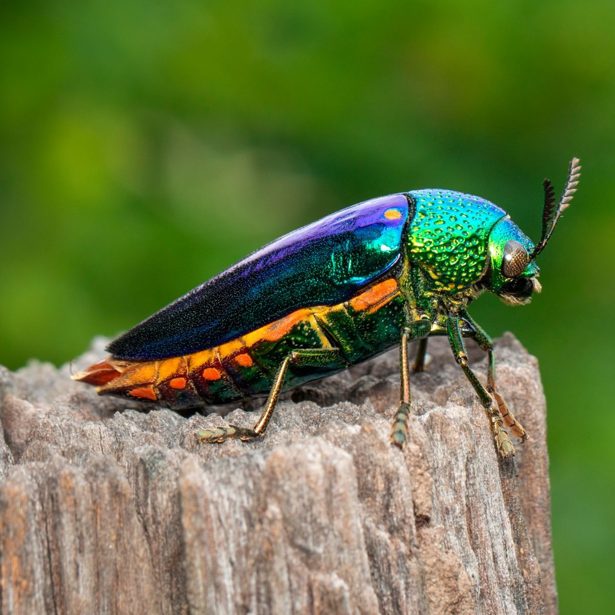 green beetle meaning