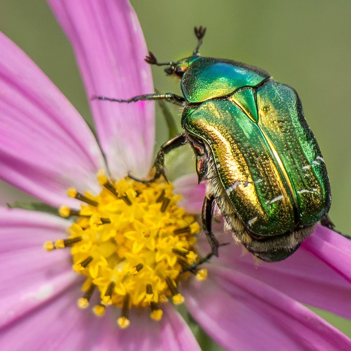 green beetle symbolism