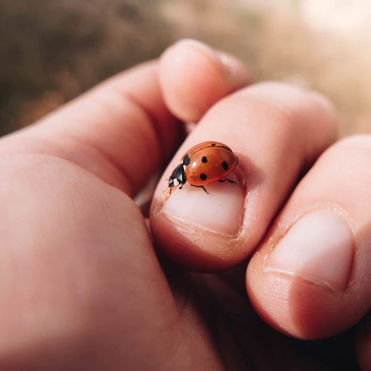 ladybug symbolism