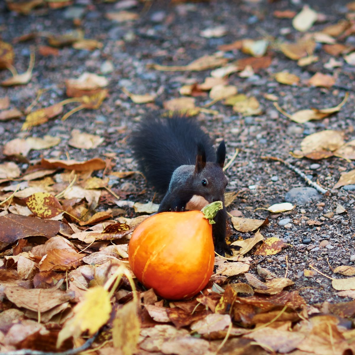 meaning a black squirrel crossing your path