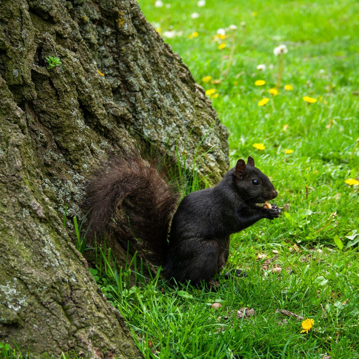 meaning of black squirrel