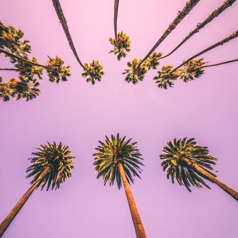 Palm Tree Symbolism & Spiritual Meaning Awakening State