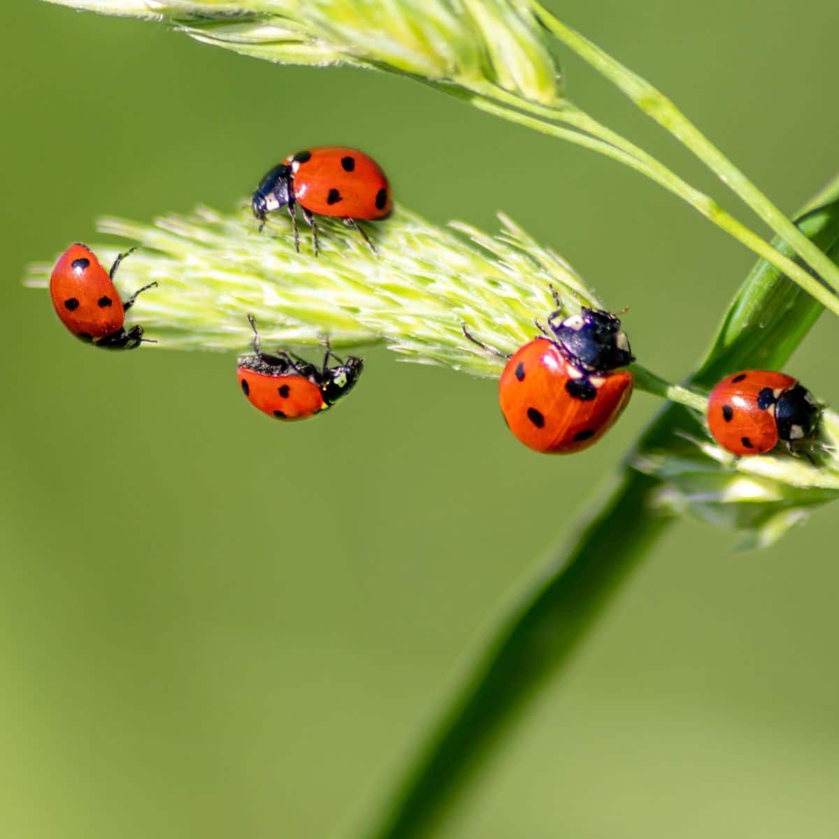 what do ladybugs mean