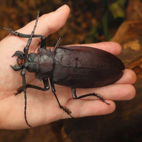 Black Beetle: Spiritual Meaning - Awakening State