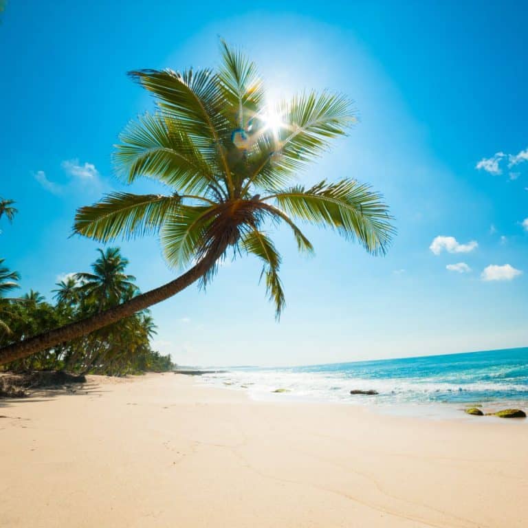 Palm Tree Symbolism & Spiritual Meaning Awakening State