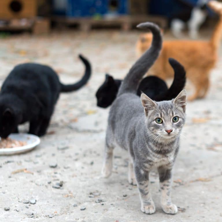 When a Stray Cat Chooses You spiritual meaning Awakening State