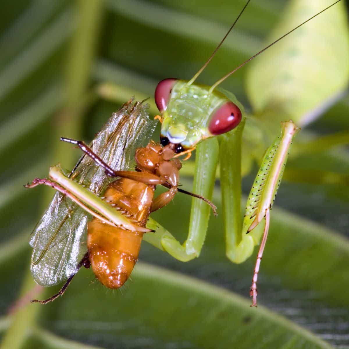 what does the praying mantis symbolize