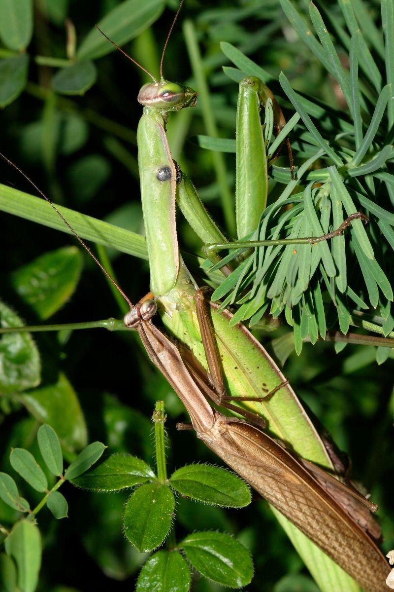 why am i seeing so many praying mantis this year