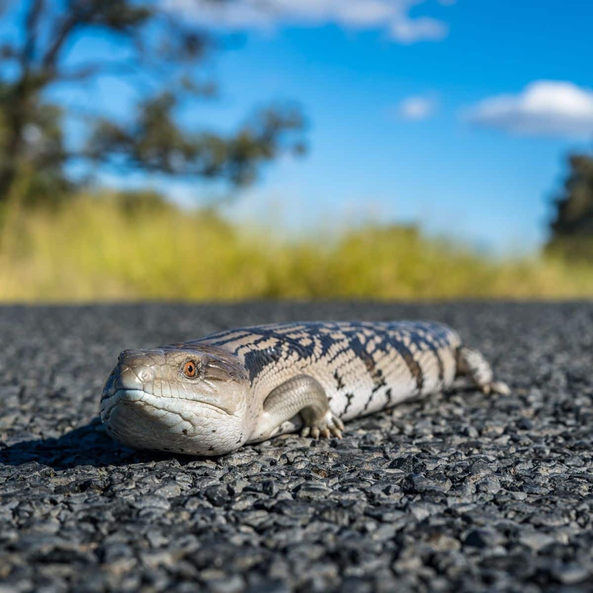 Is seeing a lizard good luck