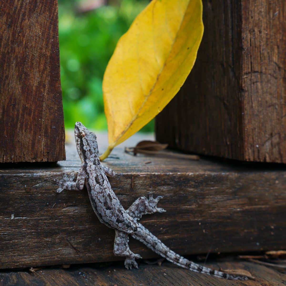 Spiritual Meaning of Lizard Crossing Your Path