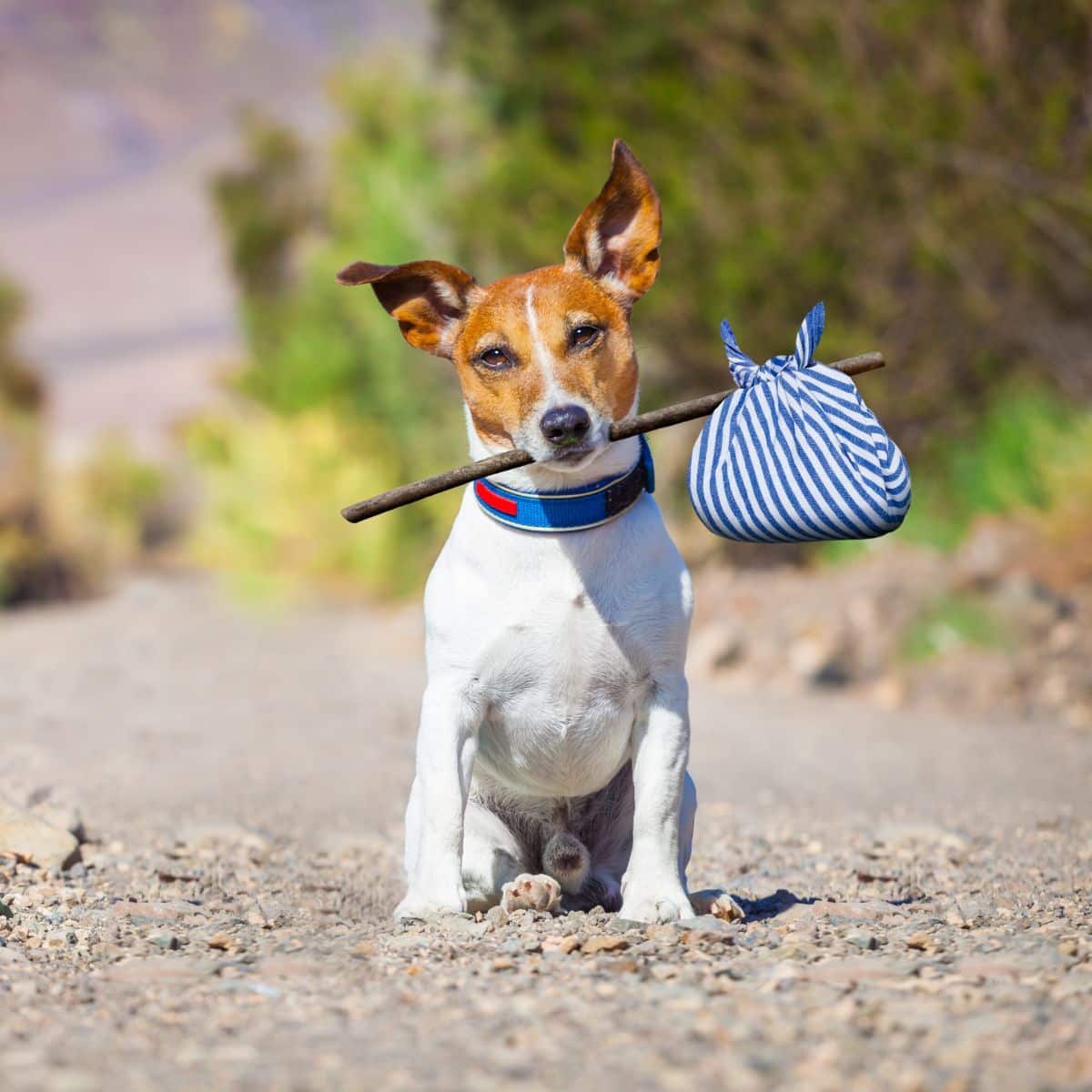 The Spiritual Meaning of a Dog Crossing Your Path