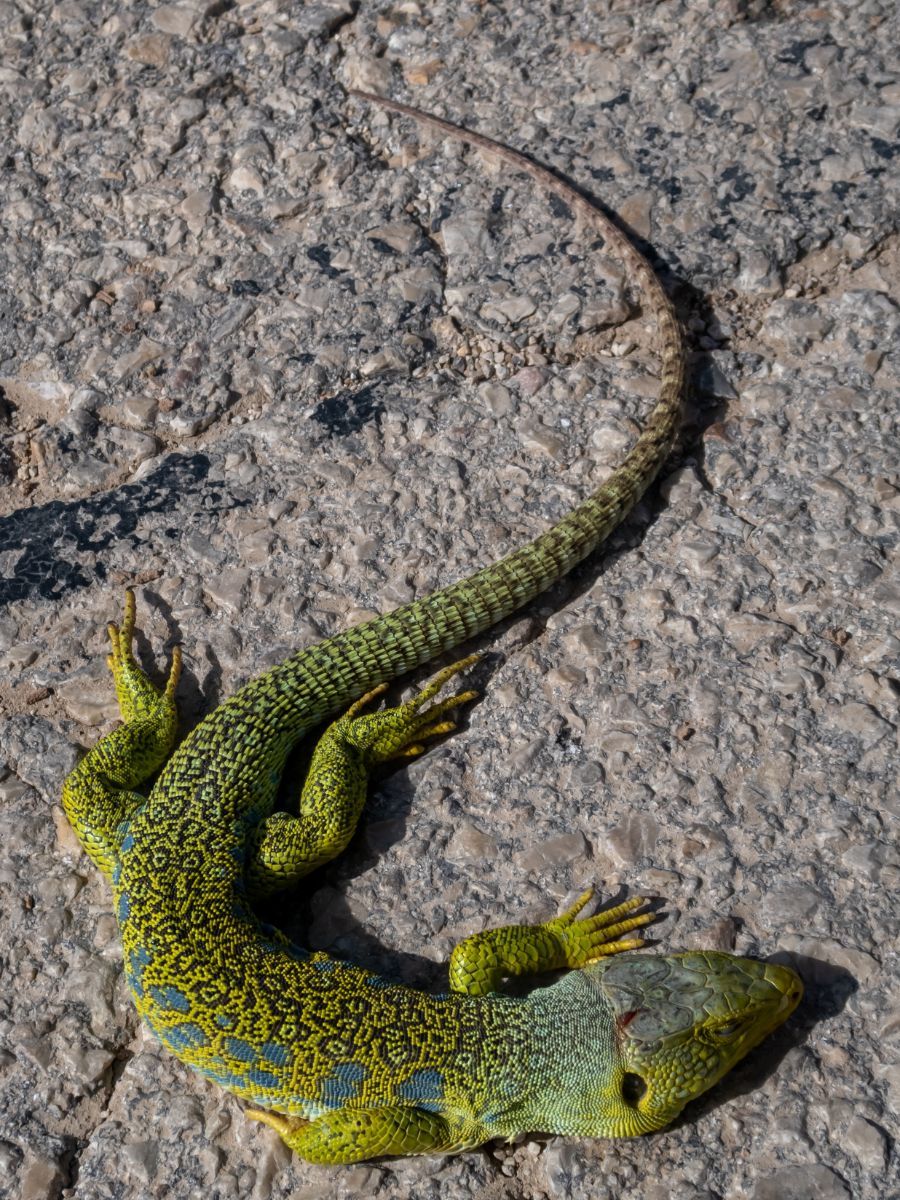 What does it mean to come across a lizard