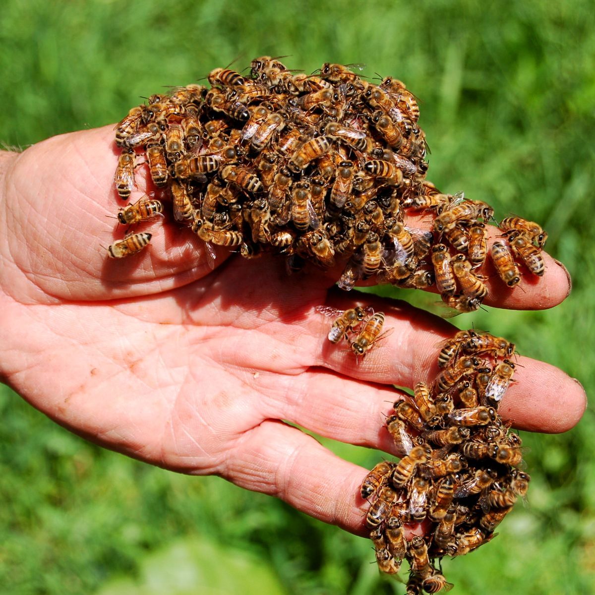 What is the spiritual meaning of bees landing on you