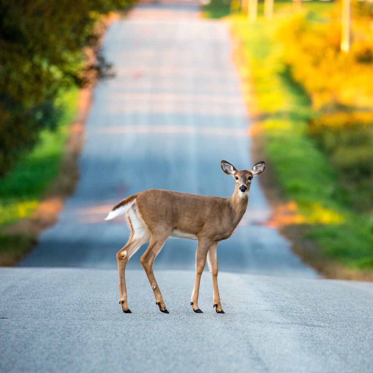 What is the spiritual meaning of deer crossing your path