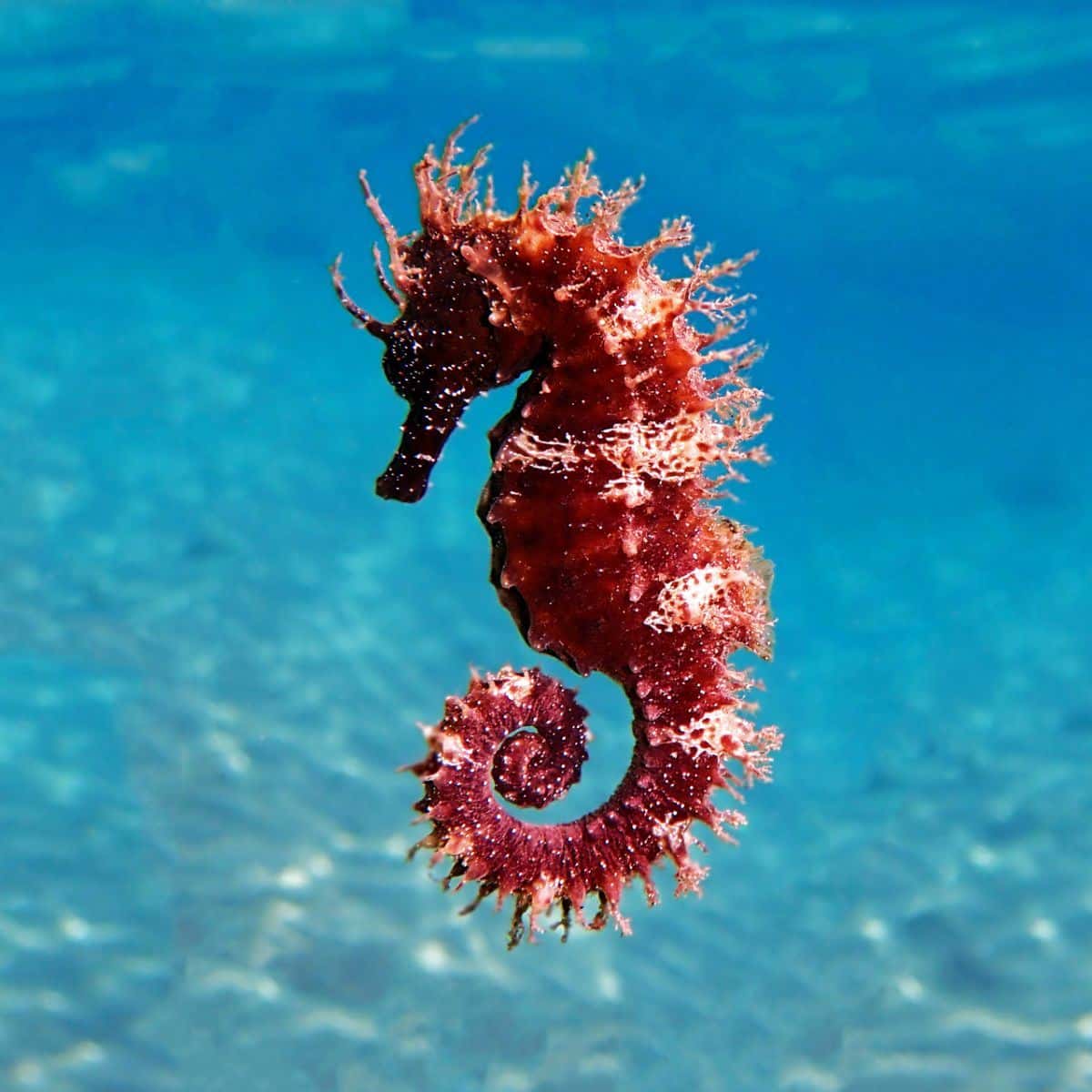 What is the spiritual meaning of seahorse