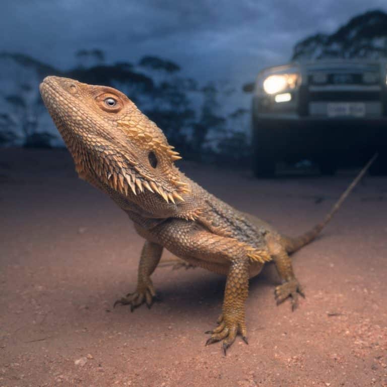 Spiritual Meaning of Lizard Crossing Your Path Awakening State