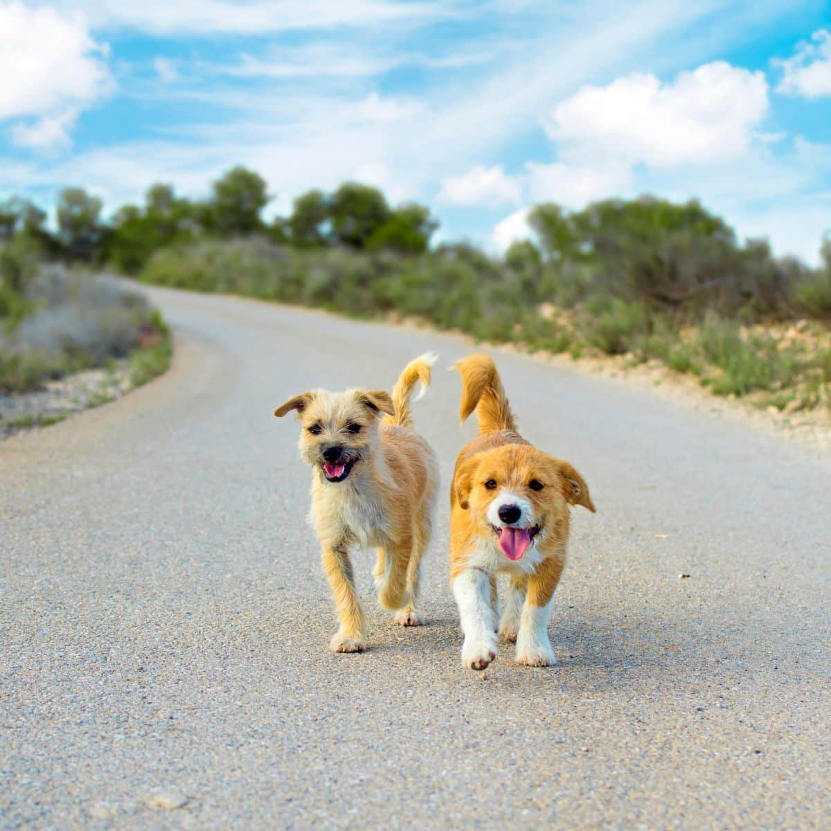 black dog crossing path meaning