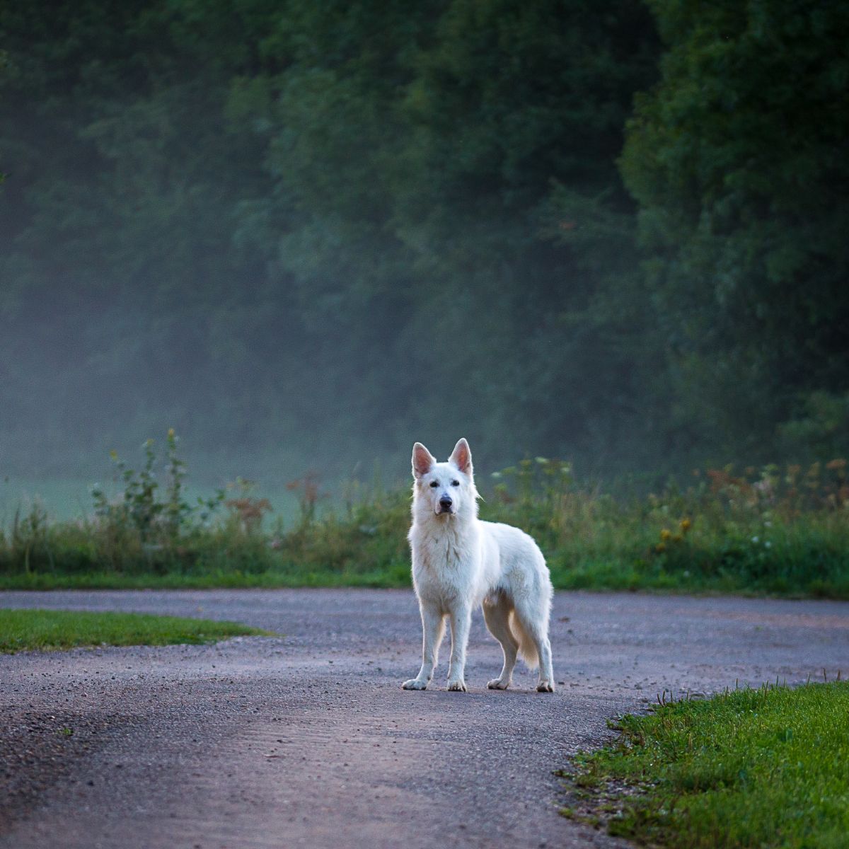 dog crossing your path meaning