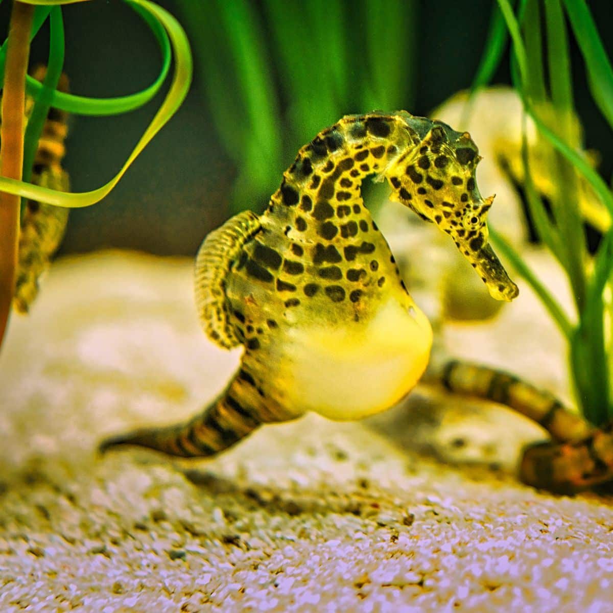 seahorse meaning spiritual