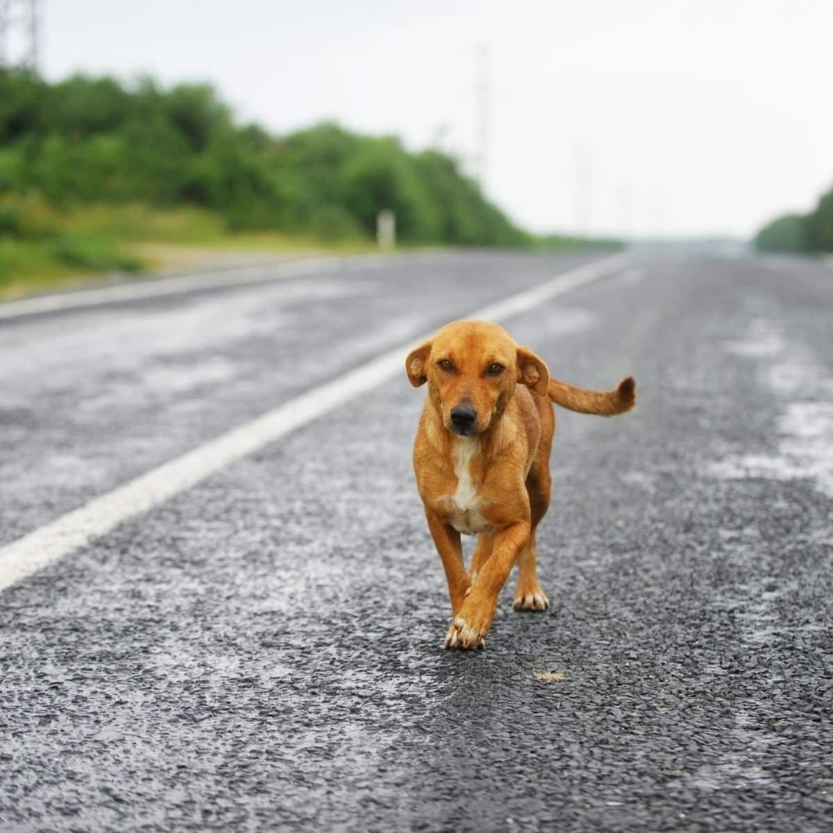 spiritual meaning of a brown dog crossing your path