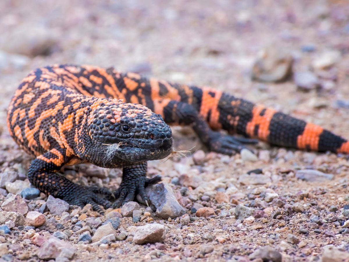 spiritual meaning of a lizard crossing your path