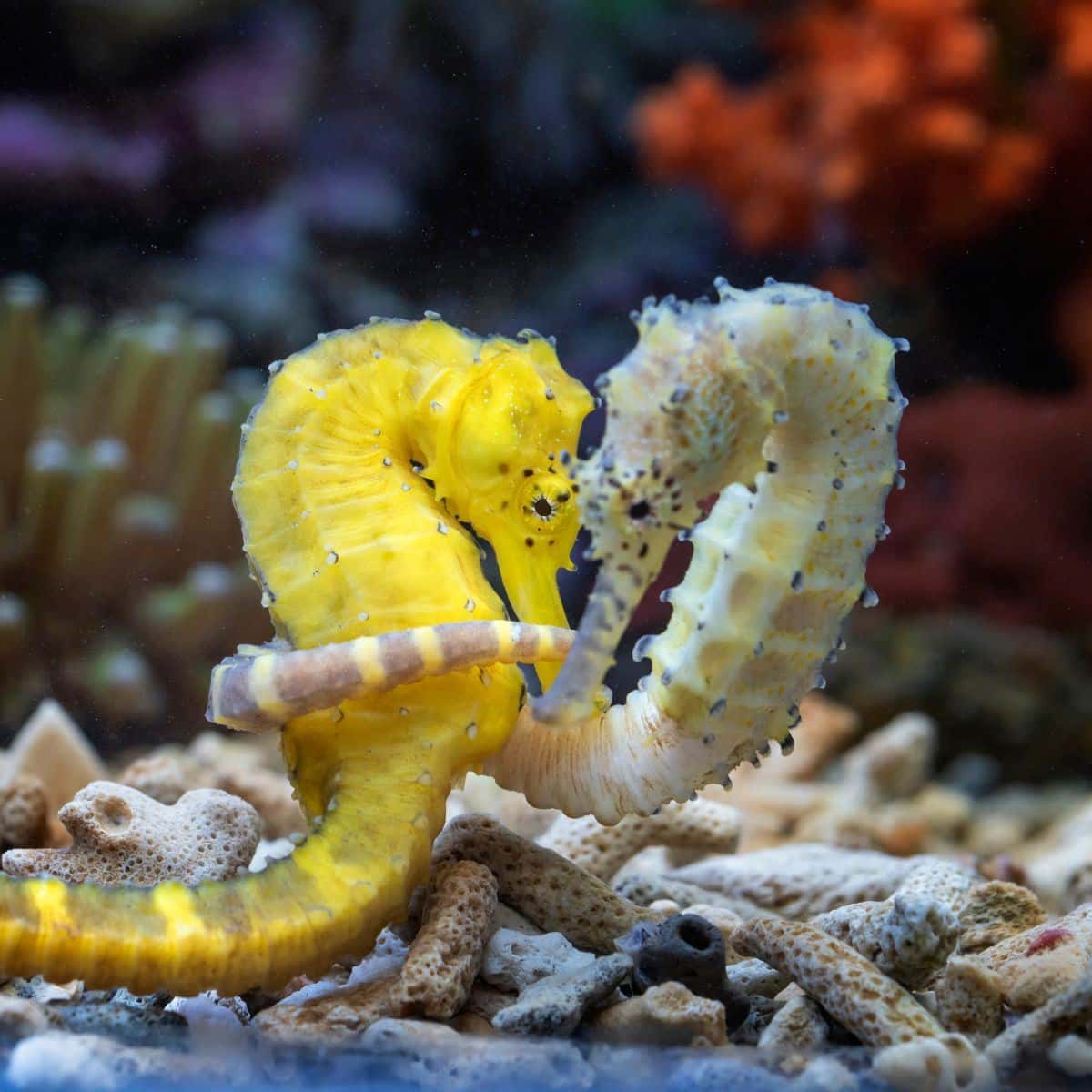 spiritual meaning of a seahorse