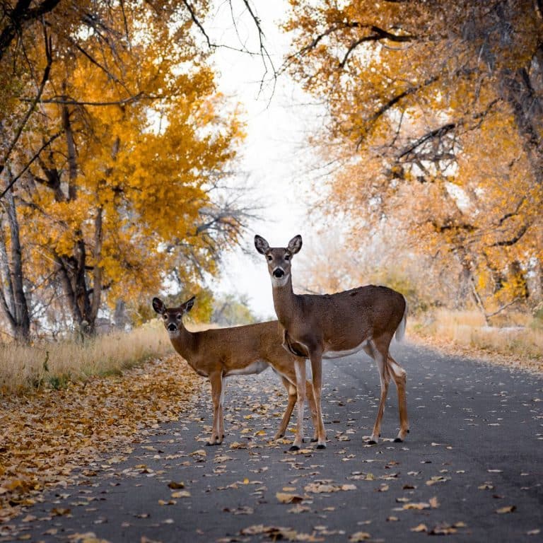 Spiritual Meaning of Deer Crossing Your Path Awakening State