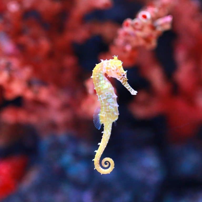 Seahorse spiritual meaning Awakening State Seahorse spiritual meaning Awakening State